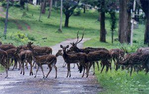 Kabini