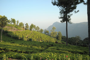 TEA NEST – A PLANTATION BUNAGLOW IN COONOOR